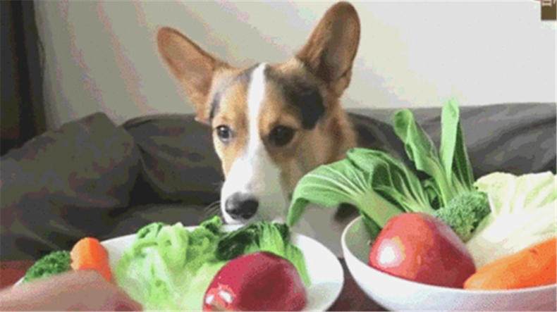 柯基遇到糟心主人,说好的大餐全是素食?这表情也是醉了!