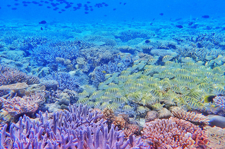 探秘五彩缤纷的海底世界,原来长滩还可以这样玩