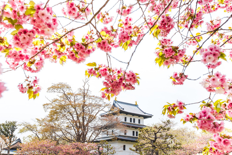 函馆绝佳的三个赏樱景点