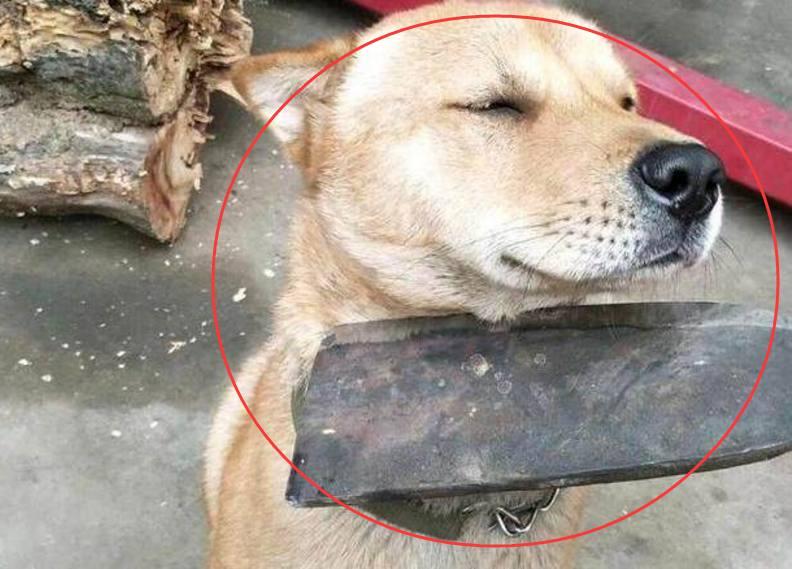 狗狗把我烤鸭给偷吃了, 我拿刀架在狗狗脖子上, 狗狗这幅表情