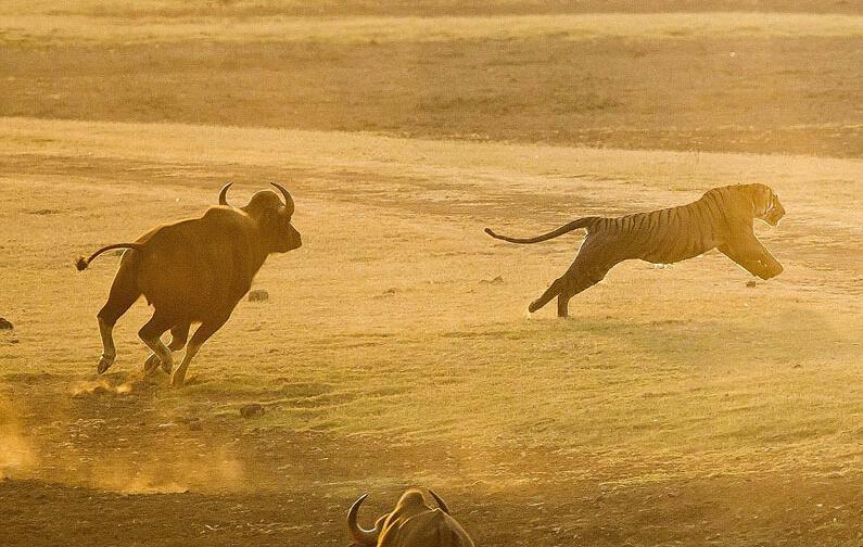 万兽之王老虎意欲捕食野牛野牛群团结表现让老虎落荒而逃