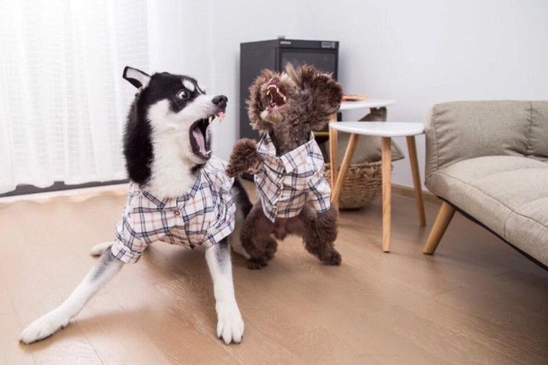 主人怕哈士奇拆家,找来泰迪陪伴,二哈的反应让人笑喷