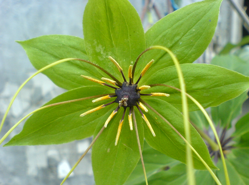 农村一种奇怪野草,是山区农民的"救命草",48元只能买十克|云南|七叶