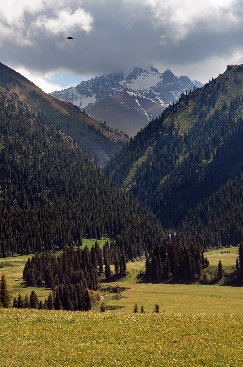 雪山下的树林草原,每一处都是一幅自然和谐的天然画面.
