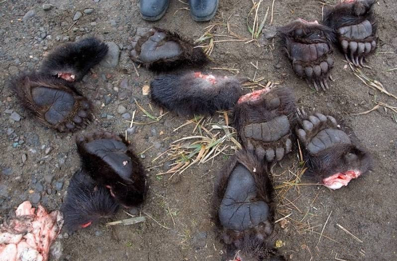 为牟取市场上暴利,偷猎者对棕熊就地开膛取胆,截肢断掌