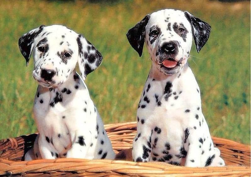 世界排名前十的狗狗, 最容易诞生狗王的品种是它!