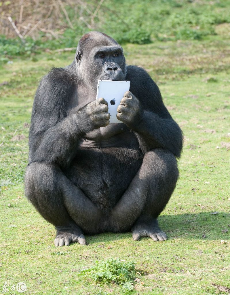 盘点爱搞怪的动物们,就服第二个,你绝对想不到