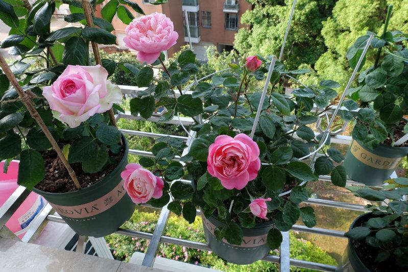 此盆栽玫瑰花,漂亮又好养,家里养一株,四季有花赏,不用再买了