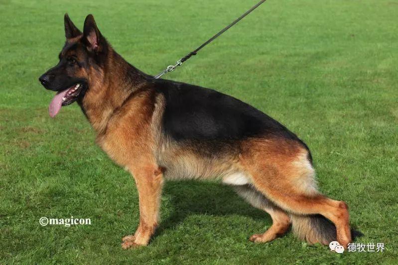 德牧世界_德国牧羊犬名犬赛事