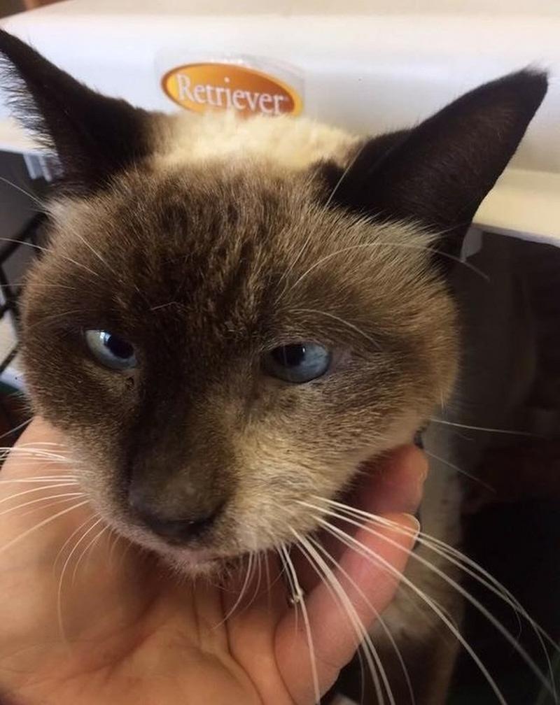 10岁高龄的老猫被弃养, 只因年龄太大, 一直没人愿意收养它