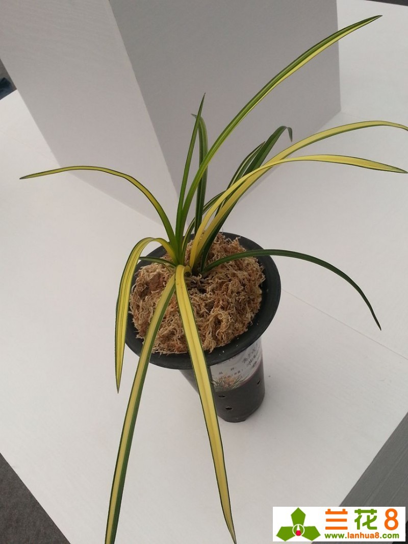 漂亮的叶艺兰花请带上你的房产证