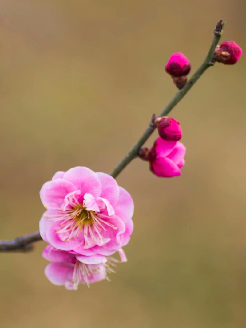 疏是枝条艳是花春妆儿女竞奢华梅花