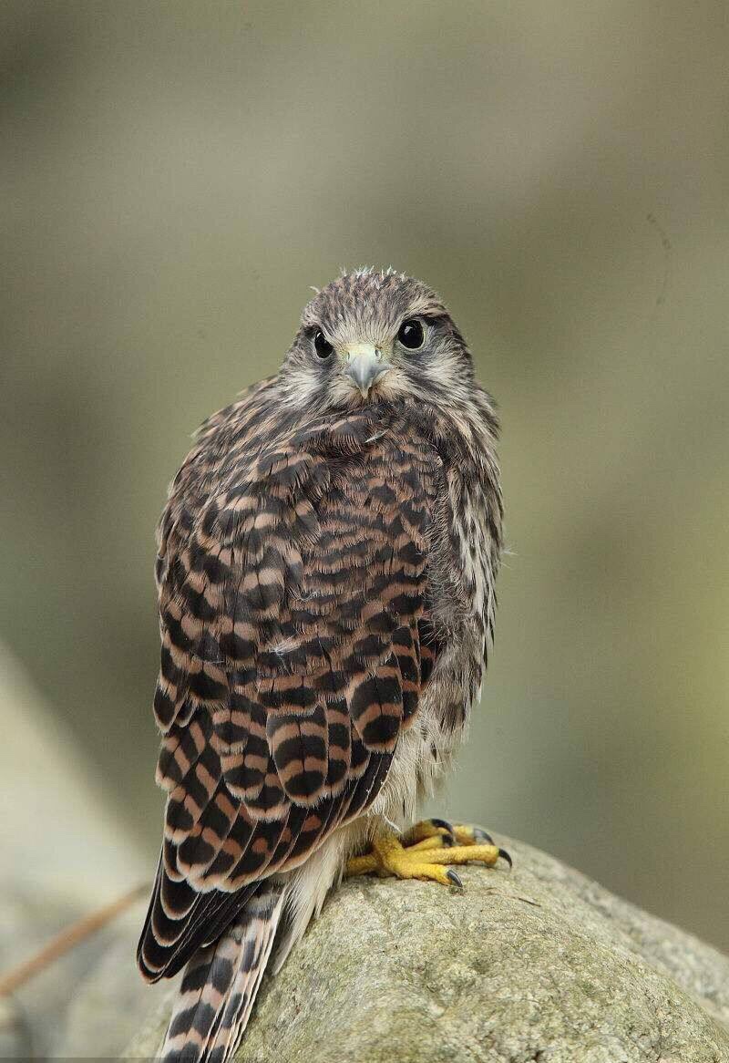 "鹰视狼顾,鹰视狼步"一字之差,意义不一样,顾是看,像狼一样看.