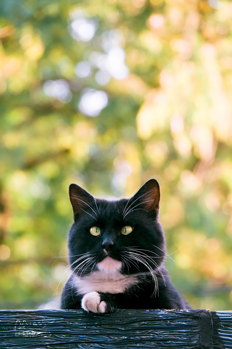 走大街串小巷,寻拍了一整年,只为这20张可爱有趣的猫咪萌照!