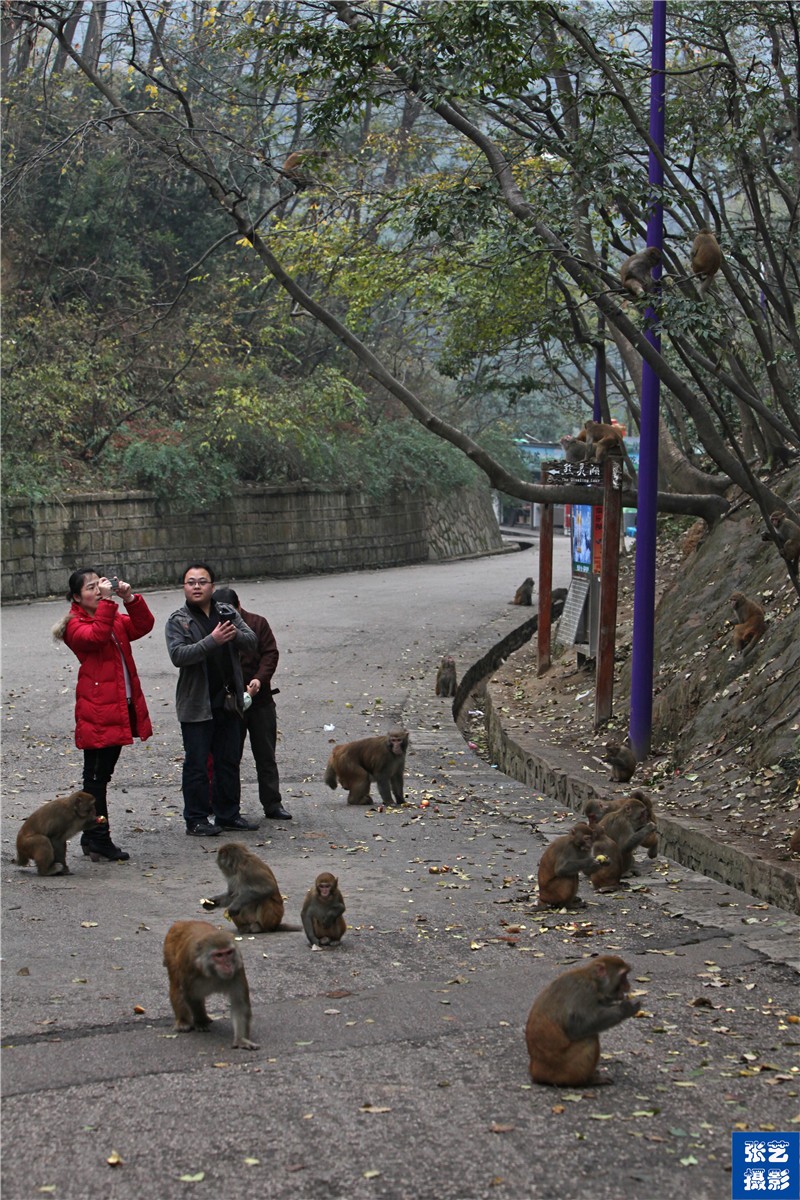 黔灵山上猴子竟然也有"帮派"它们的江湖是怎样的?