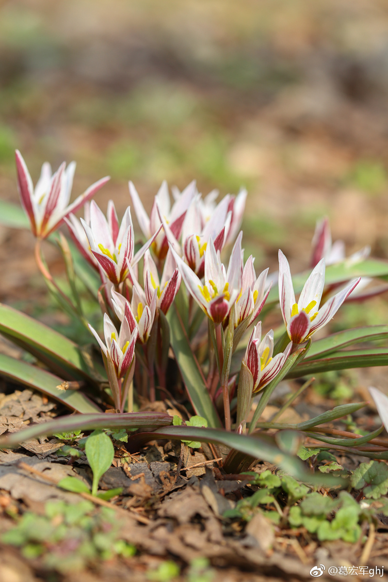 山上的老鸦瓣已经一丛丛开放了据说这是郁金香的原生品种更野性