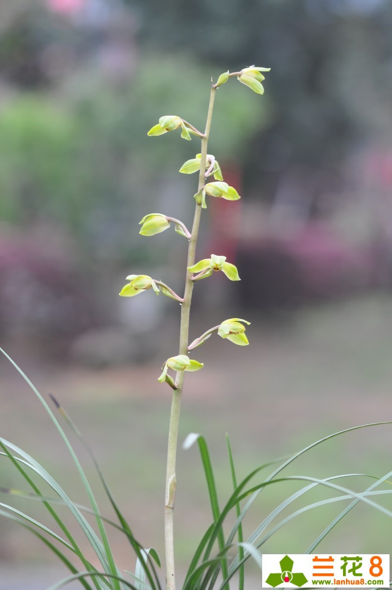 蕙兰桃花仙子风姿绰约