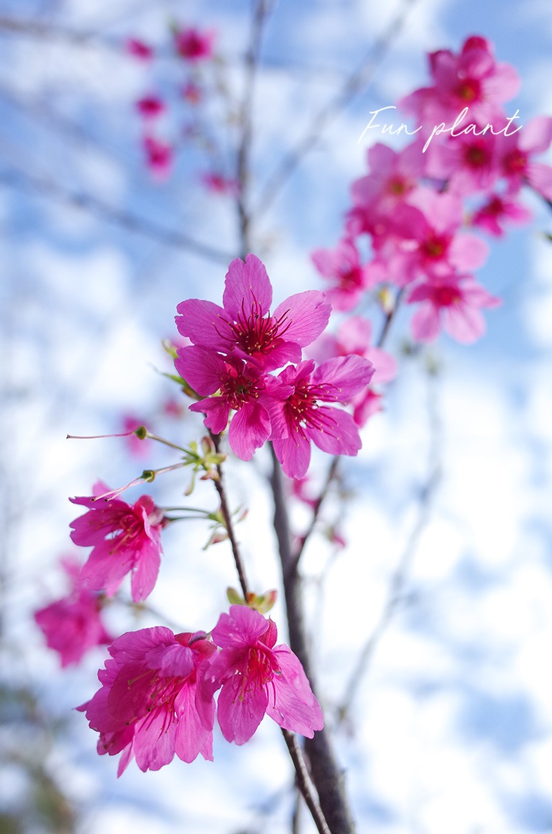 福建山樱花photobyegg
