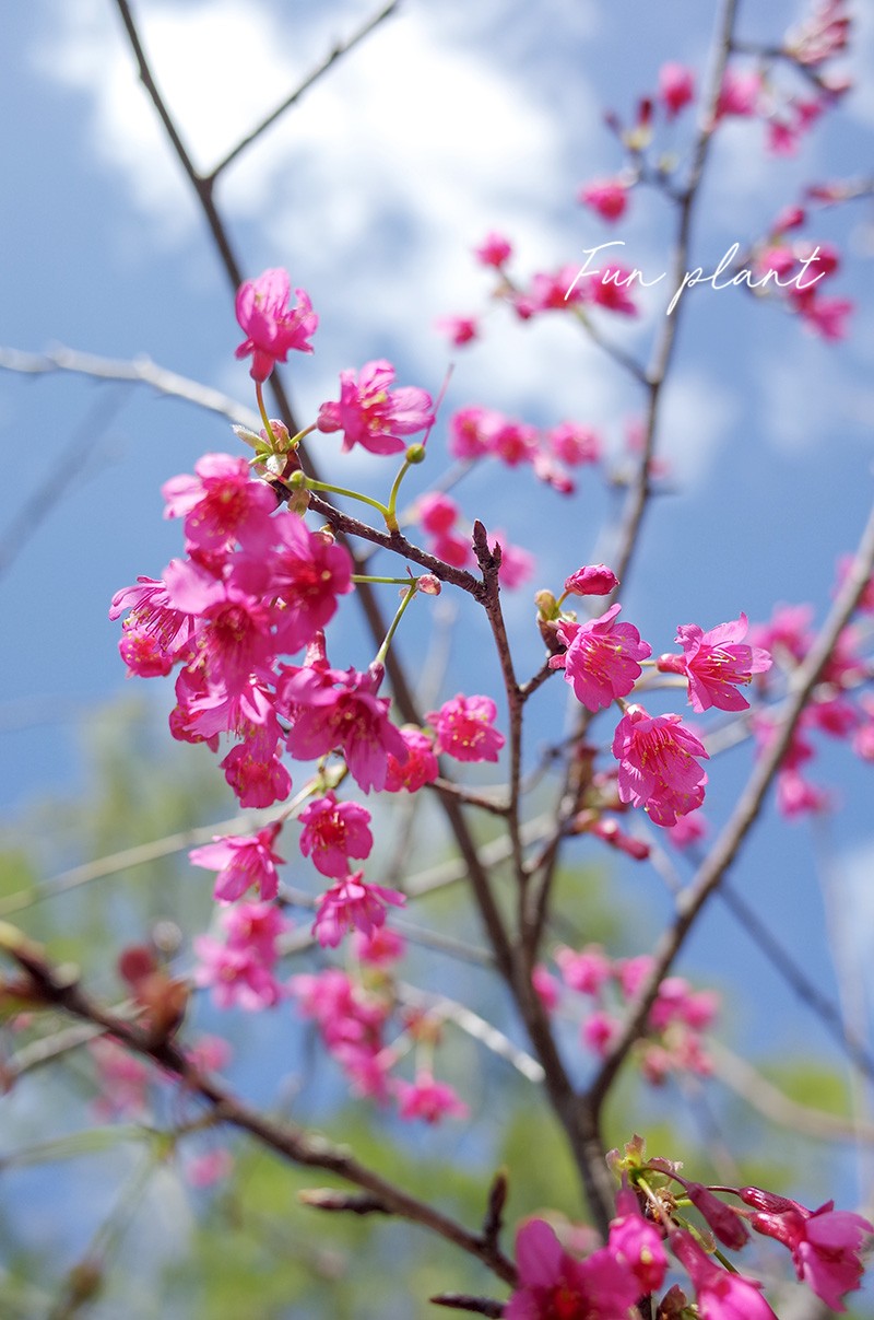 福建山樱花photobyegg