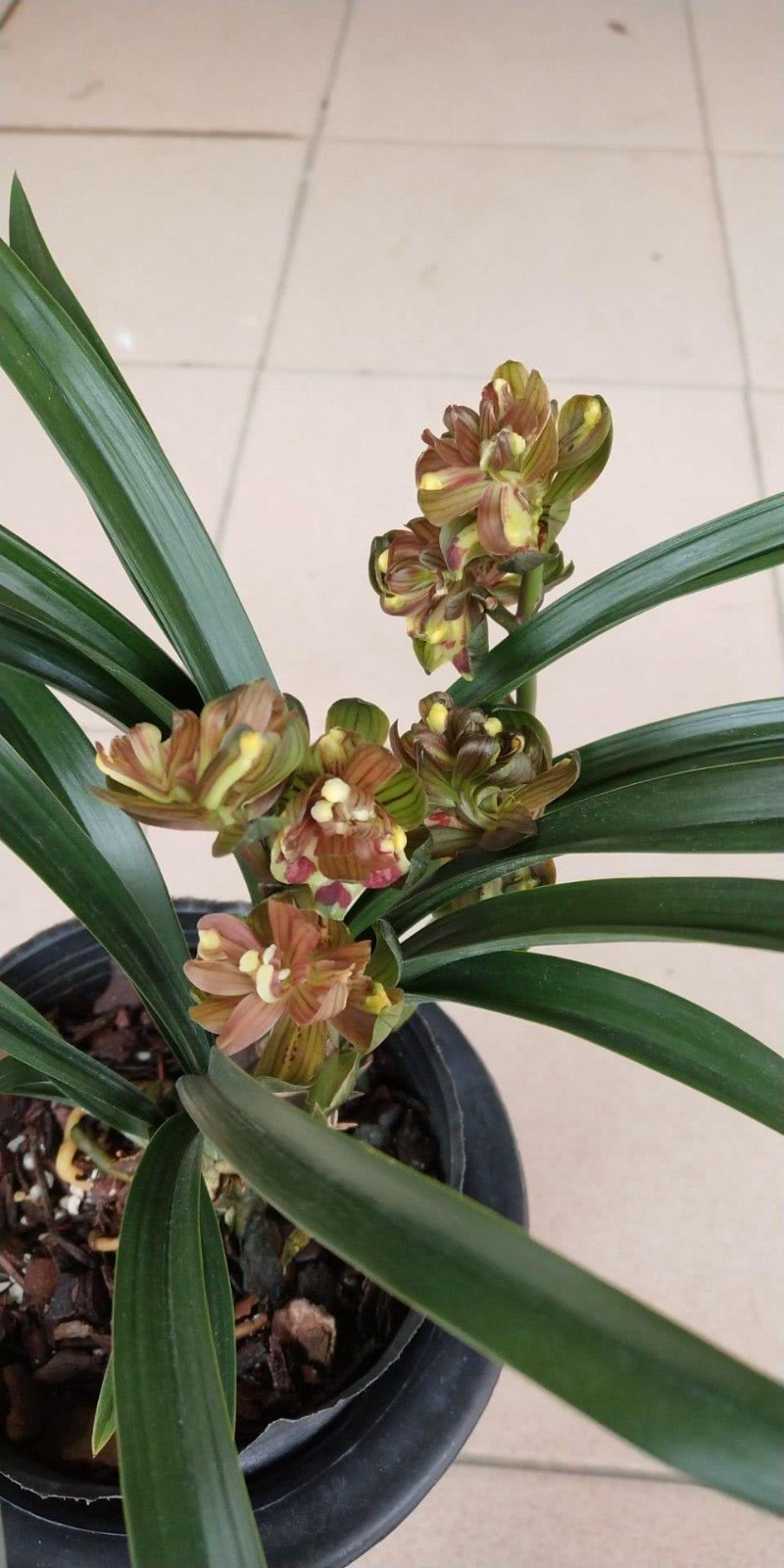 墨兰 奇花 美美哒