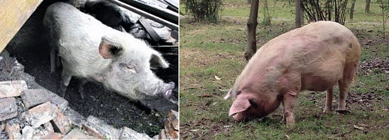 汶川地震“猪坚强”十岁了 未来可能会被制成标本 这是最长寿的猪|坚强|龚国成|标本_新浪新闻