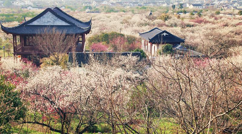 金庭镇|梅花|旅游地_新浪新闻