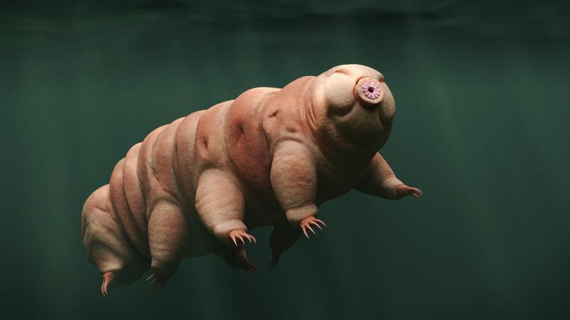 日本停车场里发现全新缓步类动物,超越死亡的神奇存在