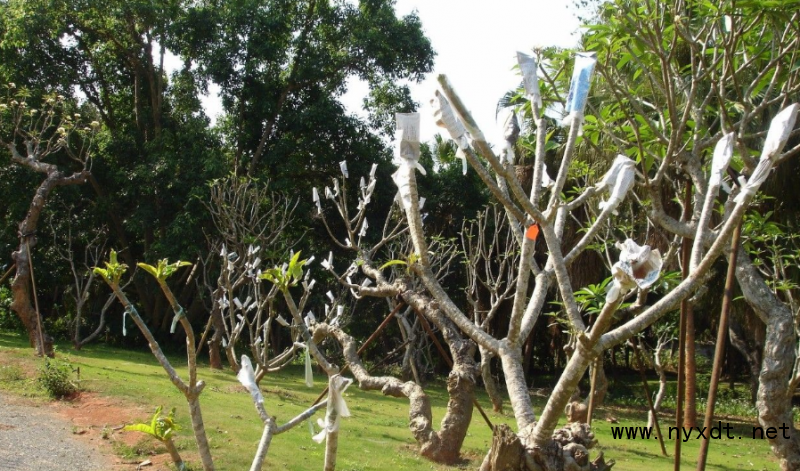 农业技术:鸡蛋花老树嫁接技术