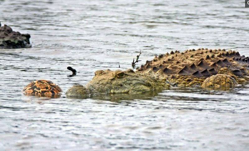 鳄鱼是水中霸王,世界上最有力量的咀嚼者一只鳄鱼盯上美味的陆龟,上前