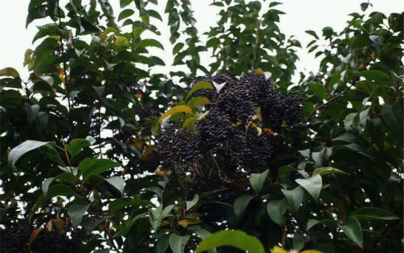 这黑色的小果果是女贞树的果实,名叫"女贞子".