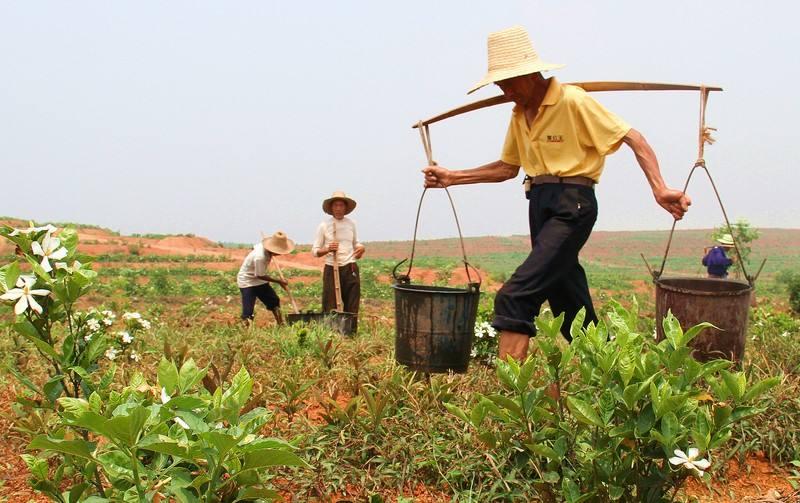 80岁农民还在田里劳作,只说明了一个问题