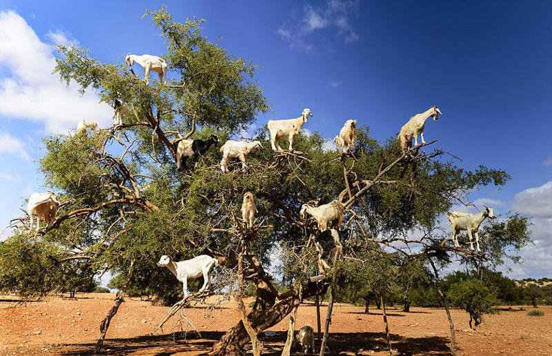 成精的山羊爬上10米高的大树吃果子,满树子的羊非常壮观!