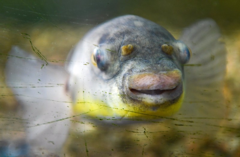 瞪大鱼眼,撅园了嘴.一条气泡鱼懒洋洋的卧在水底沙石上.