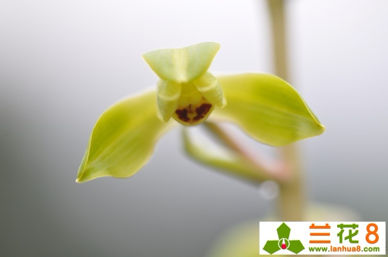 蕙兰桃花仙子风姿绰约