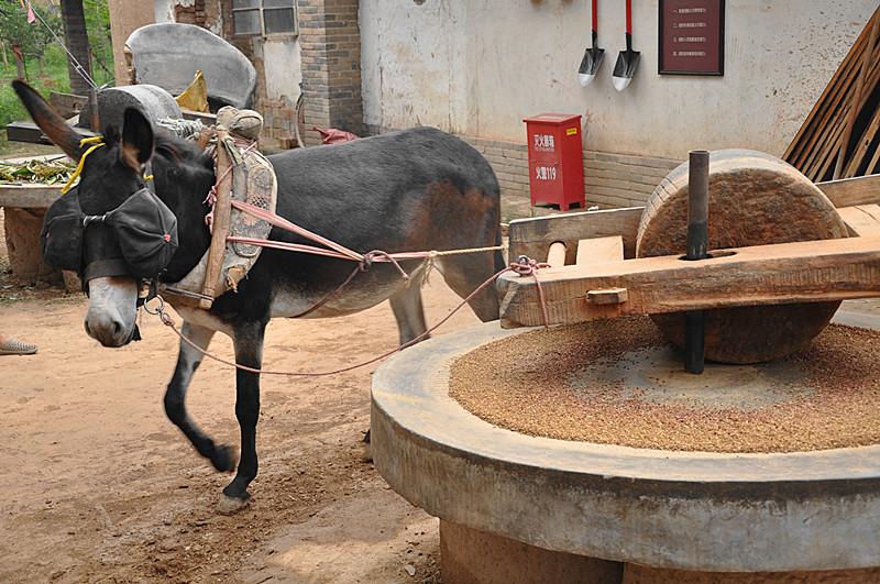 扎彩匠卖了瘸腿纸驴, 夜夜被鞭子抽醒, 蒙眼拉磨, 不能坑人啊!