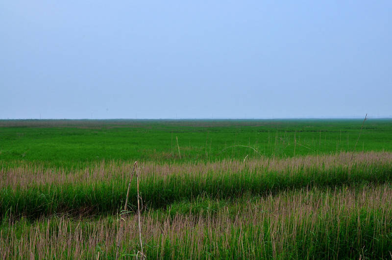 南矶山芦苇荡,大草源上拍臭美照,采藜蒿,放风筝