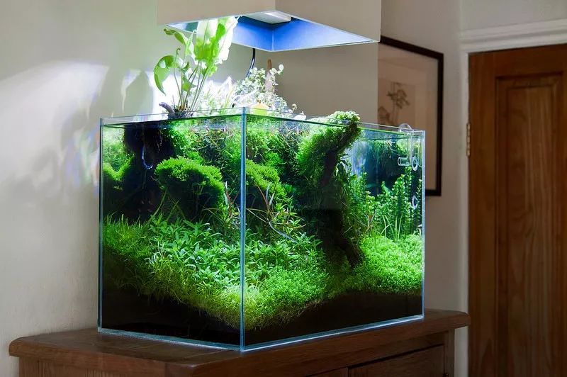 家居水景丨一个少见的水上叶水草造景景观缸