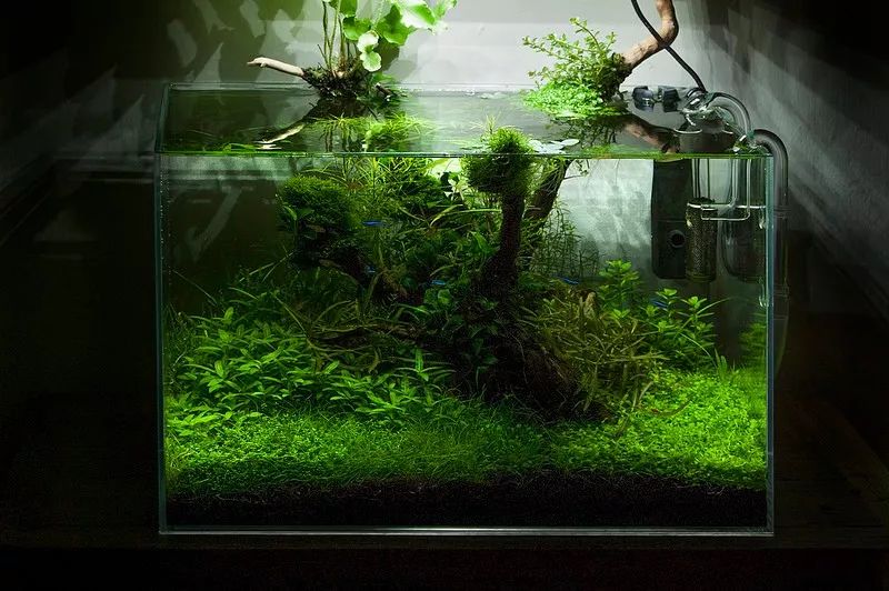 家居水景丨一个少见的水上叶水草造景景观缸