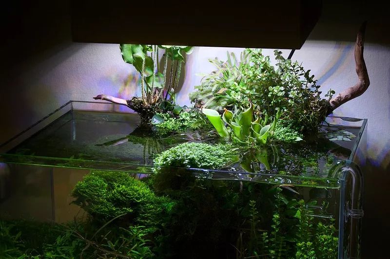家居水景丨一个少见的水上叶水草造景景观缸