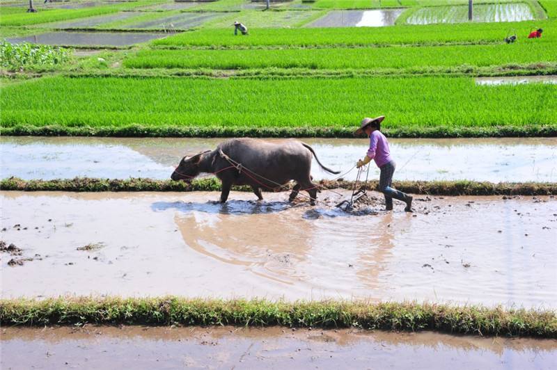 村民耕田犁到硬物,以为是石块,拿起来一看高兴得跳起来