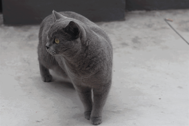 蓝猫在一家叫"大鸟"的店门口荡漾着.