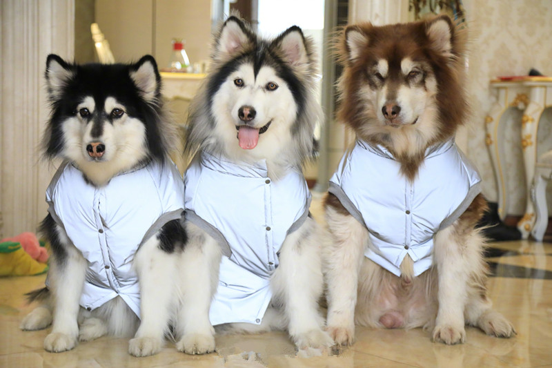 一群哈士奇,看着它们一块二真的要笑傻