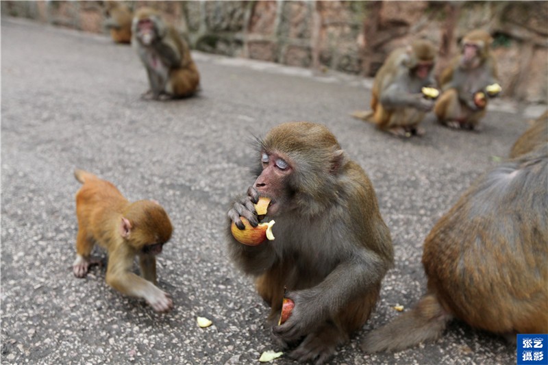 黔灵山上猴子竟然也有"帮派"它们的江湖是怎样的?
