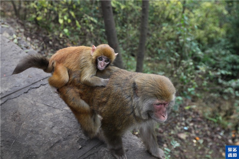 黔灵山上猴子竟然也有"帮派"它们的江湖是怎样的?
