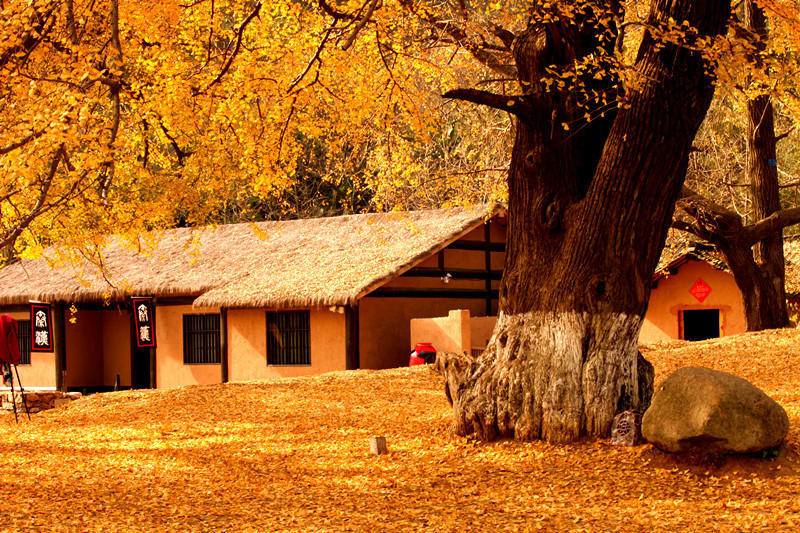 记忆中的那颗银杏