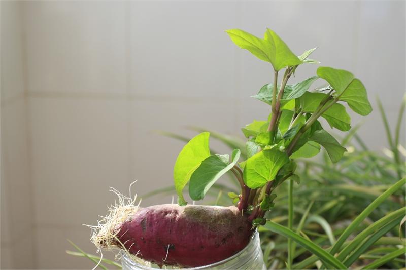 水培红薯选择健壮饱满的红薯和几根牙签或者筷子,然后选择合适的容器