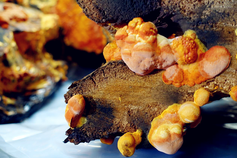 中康集团控股佑全生技联手打造牛樟芝全产业链,为国人保驾护航