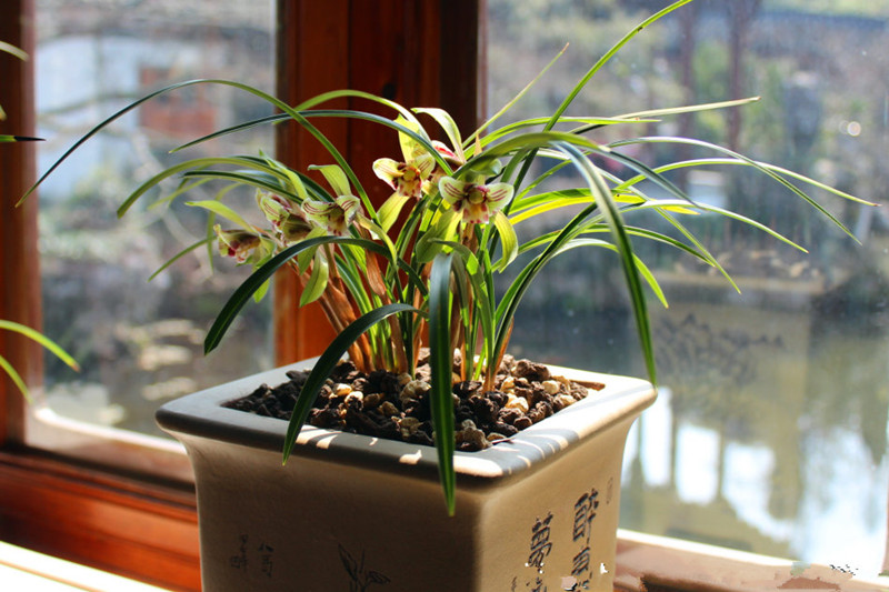 适合新手的兰花,漂亮又好养,赏花又闻香,多季开花,是盆栽佳品