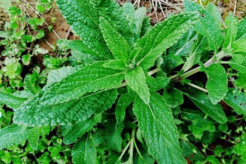 农村到处都是的癞蛤蟆草竟能治这么多病还能煎鸡蛋做药膳