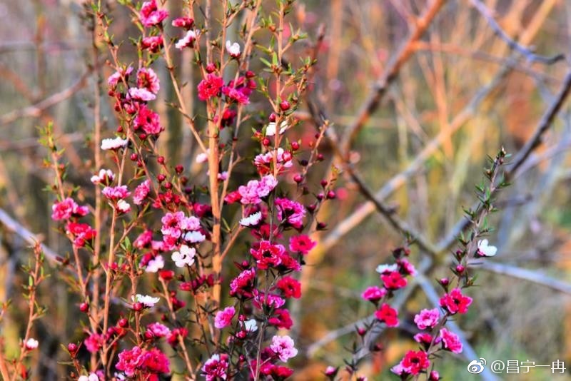 美丽昌宁松雪梅迎春露芳颜